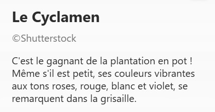 CYCLAMEN2.jpg