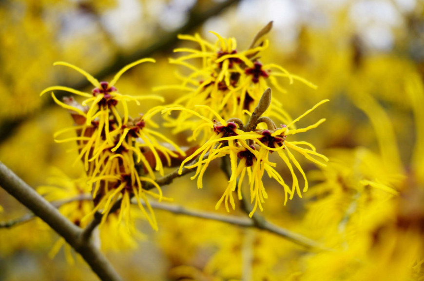 HAMAMELIS.jpg