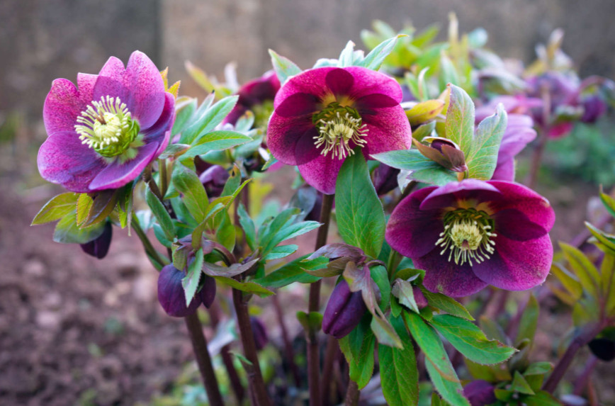 HELLEBORE.jpg