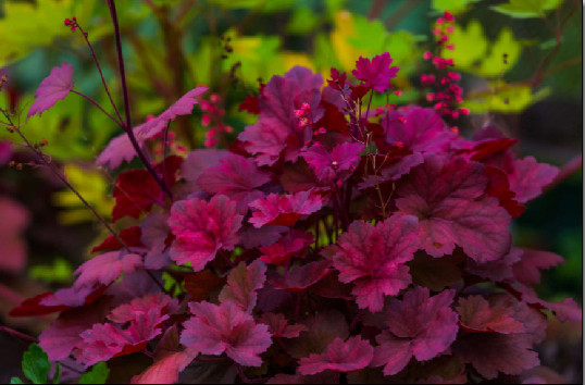 HEUCHERA.jpg
