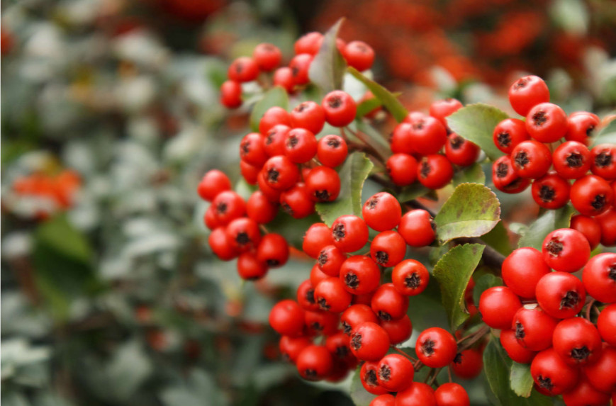PYRACANTHA.jpg