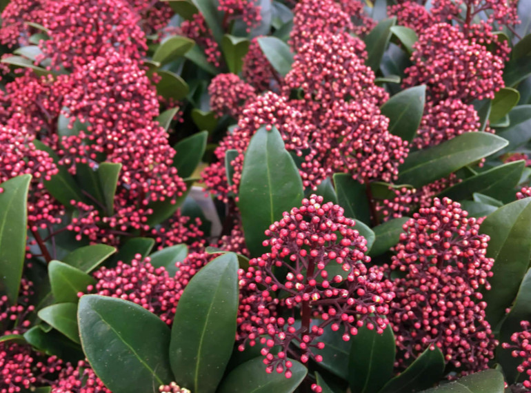 SKIMMIA.jpg