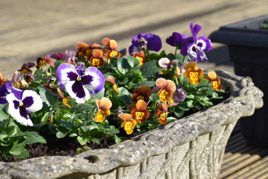 VIOLETTES_et_PENSEES.jpg