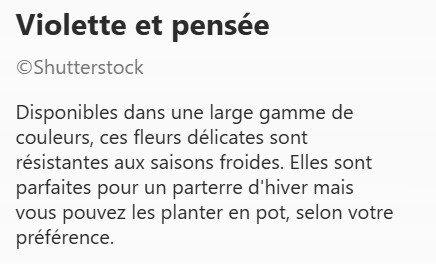 VIOLETTES_et_PENSEES2.jpg