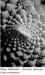 CHOU_ROMANESCO.jpg