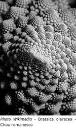 CHOU_ROMANESCO.jpg