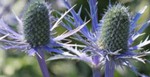 ERYNGIUM.jpg
