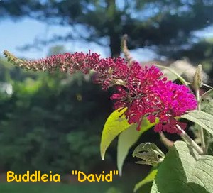 BUDDLEIA_DAVID.jpg