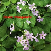 OXALIS_TRIANGULARIS_FANNY.webp