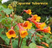 CAPUCINE_TUBEREUSE.jpg