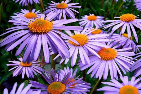 Aster.jpg