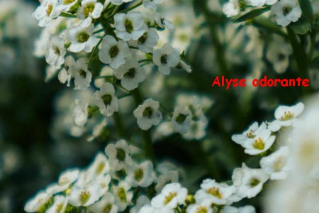 ALYSE_ODORANTE_3.jpg
