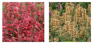 AGASTACHE4.jpg