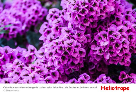 HELIOTROPE.jpg