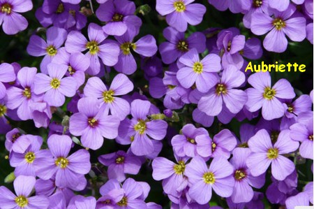 AUBRIETTE.jpg