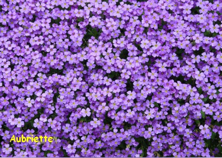 AUBRIETTEHANS.jpg