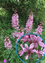 RUBRIQUE_BOTANIQUE_FRANCOIS_JUILLET.jpg