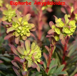 E3UPHORBE_AMYGDALOIDES.jpg