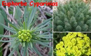 EUPHORBE_CYPARINIAS.jpg