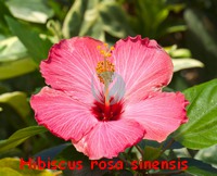 Cayena_Hibiscus_rosa_sinensis.jpg