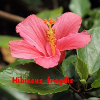 Hibiscus_fragili.jpg