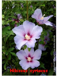 hibiscus_syriacus_oiseau_bleu_hibiscus_alth.jpg