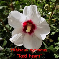 hibiscus_syriacus_red_heart.jpg