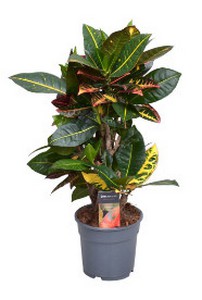 CROTON2.jpg