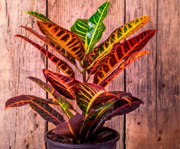 CROTON4.jpg