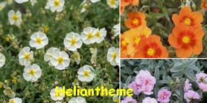 HELIANTHEME.jpg