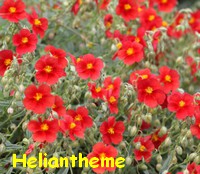 HELIANTHEME_ROUGE.jpg