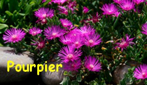 POURPIER.jpg