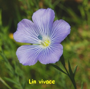 LIN_SAUVAGE3.jpg