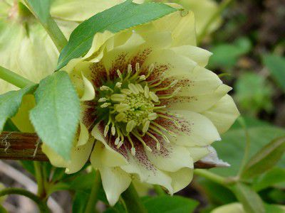 Hellebores_M__Braun_008.jpg