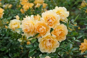 ROSIERS.jpg