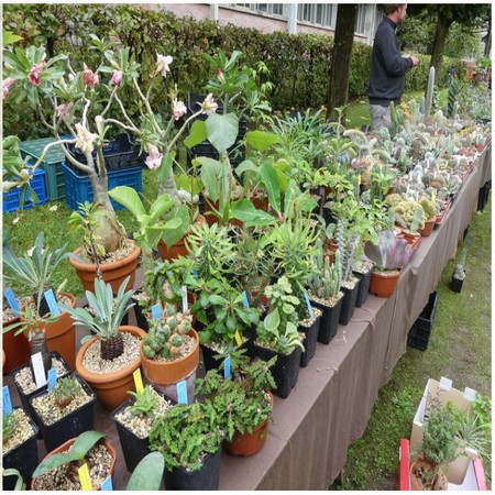 fete_plantes_2019_15.jpg