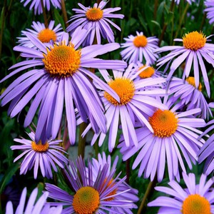 ASTER.jpg