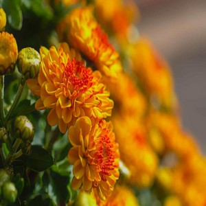 CHRYSANTHEME.jpg