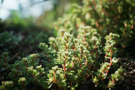 SEDUMS.jpg