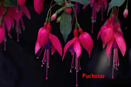 FUCHSIAS.jpg