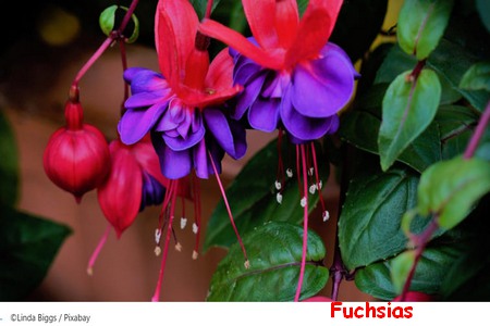 FUCHSIAS1.jpg