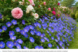 GERANIUMS_MSN01.jpg