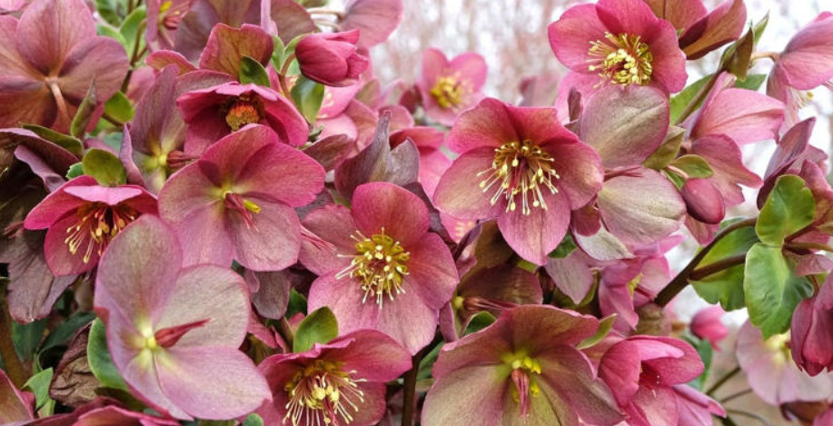 HELLEBORE2.jpg