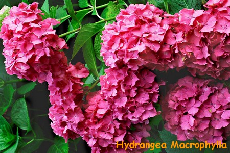 HYDRANGEA-MACROPHYLLA2.jpg