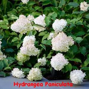 HYDRANGEAPANICULATA.webp