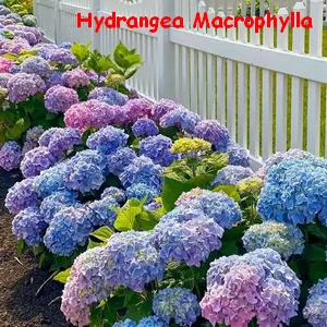 HYDRANGEA_MACROPHYLLA.webp