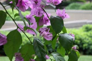 BOUGAINVILLE.jpg
