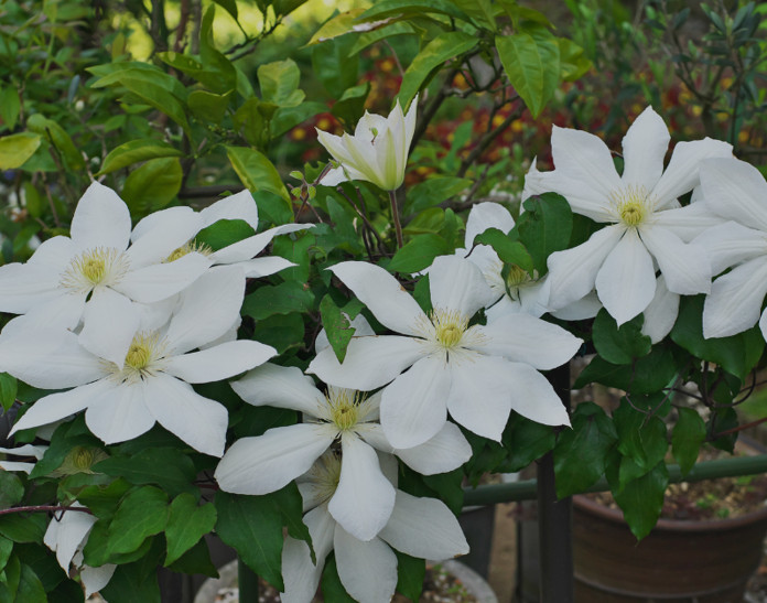 CLEMATITE_ALBINA.jpg