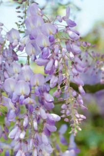 GLYCINE.jpg