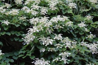 SCHIZOPHRAGME_HYDRANGEOIDES.jpg